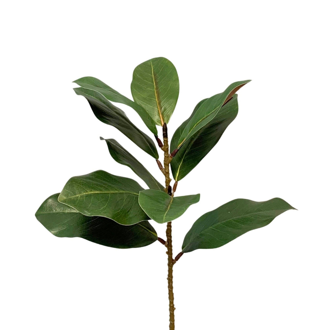 Eastern Green Magnolia Leaf Spray 21.5