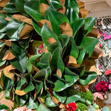 Load image into Gallery viewer, Magnolia Leaf Wreath - 27 Inch