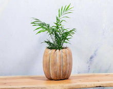 Load image into Gallery viewer, Cement Pumpkin Planter: Large Low (6.5&quot;W)