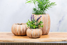 Load image into Gallery viewer, Cement Pumpkin Planter: Large Low (6.5&quot;W)