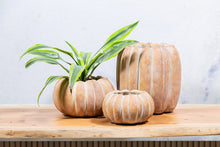 Load image into Gallery viewer, Cement Pumpkin Planter: Large Low (6.5&quot;W)