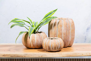Cement Pumpkin Planter: Large Low (6.5"W)
