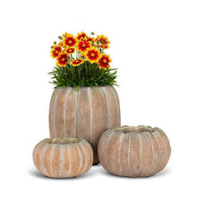 Load image into Gallery viewer, Cement Pumpkin Planter: Large Low (6.5&quot;W)