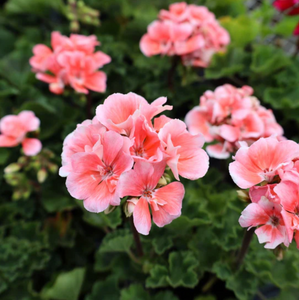 10" Geranium Hanging Basket- Salmon