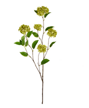 Load image into Gallery viewer, Green Snowball Hydrangea Bunch