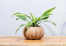 Load image into Gallery viewer, Cement Pumpkin Planter: Large Low (6.5&quot;W)
