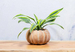 Cement Pumpkin Planter: Large Low (6.5"W)