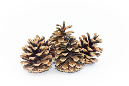 Austrica Pine Cones