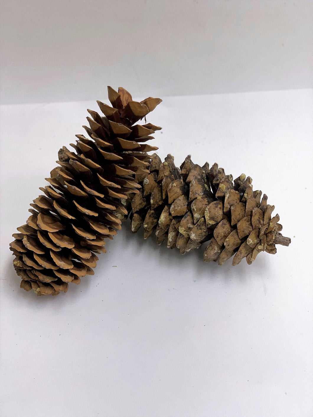 Giant Sugar Pine Cones